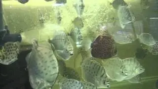 Selenotoca, Scatophagus