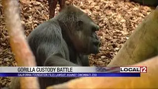 Gorilla Foundation files lawsuit seeking to block gorilla's return to Cincinnati Zoo