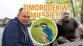 Zimorodek w środku MIASTA? Co poszło nie tak... | Vlog (Cz. 2)
