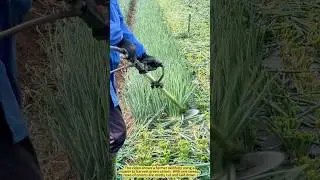 Brilliant Innovation: Harvesting Green Onions with a Mower.