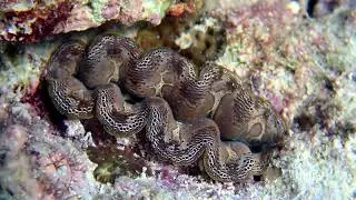 Fluted giant clam
