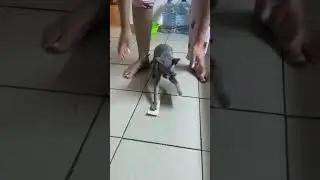 Двухсторонний скотч или что делать с котами в 23:48 ночи 😹