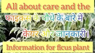 Ficus plants care and information video #ficusplant #caretips #information #gardening #nature #plant