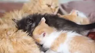 Cat's.pk.com./financial cats
