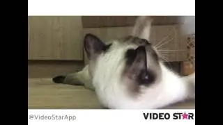القط الرائع