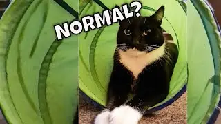 Is My Cat Normal? Crazy Cat Compilation |0 to 1000 subs| PUKO'S PORCH