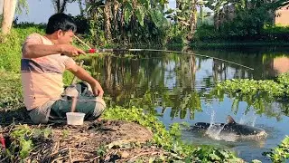 fish hunting and cooking videos 🐠Where did so many fish come from in a small natural pondthe village