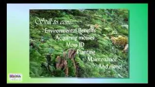 The Magical Appeal of Moss Landscape Designs