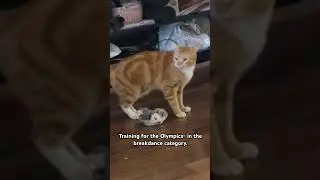 Olympic cat #catvideo #cat #olympics #breakdance #artdance