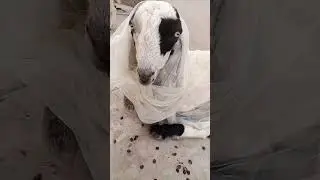 Goat marriage💃👰 😱😰😨wearing lehanga bakry ki shadi #viral #shorts #famous #youtubeshorts #goats