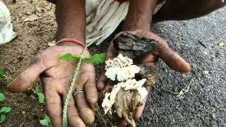 Pankaj Oudhia's Healing Herbs: Diabetes mellitus Type 2 with Narcolepsy. HF-542