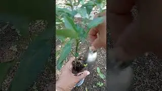 The chili roots increase in number this way #gardening #gardeningtips