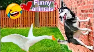 Funny animals 2023 #66 Funnydog Funnyanimals best animals