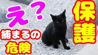 【子猫緊急保護】防波堤にいた子猫を見つけた瞬間のボランティアさんがとった衝撃の捕獲方法とは？ 病院 経過報告