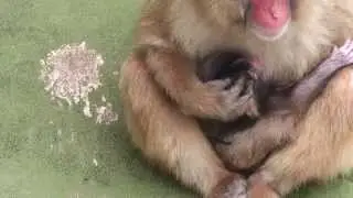 Baby Monkey. ニホンザルの赤ちゃん生後3日目２（釧路動物園）