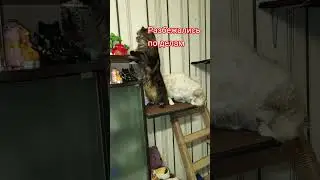 По делам #cat #моякошка #мейнкун