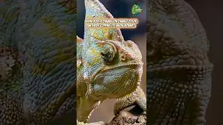 Chameleons Speak Without Sound 🦎🌈 || #animals #curiouscreatures  @The_CuriousCreature ​