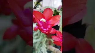 Christmas Cactus 🌵#shorts #flowers #shortvideo #nature