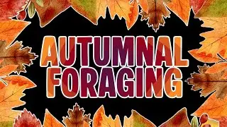 Autumn Foraging: 2 wild edible plants you can find now.