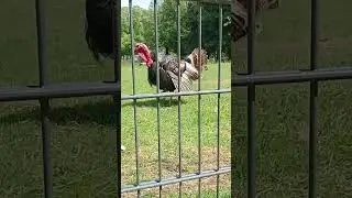 In het nauw gedreven kalkoen!😱 Territoriumstrijd na de opheffing van de ophokplicht.🫣 DRAMA!