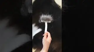 Border Collie Owners, The Never-Ending Battle with Dog Hair #aumuca #petbrush #dog #doglover #pets