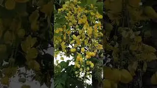 golden shower tree cassia fistula tree flowers #shorts