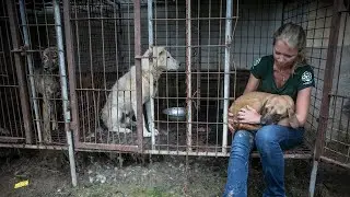 149 dogs recovered from S. Korea dog meat farm