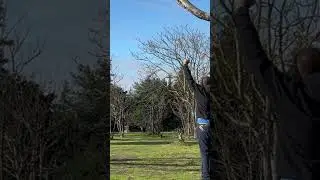 Hole in One off a Tree #discgolf978 #mvpdiscsports #discraft #discmaniadiscs #holeinone