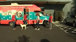 Texas rescue pets arrive in Seattle