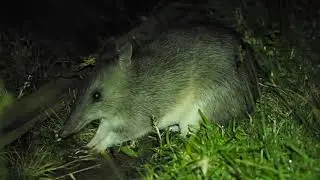 Bandicoots