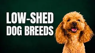 Top 10 Low Shedding Dog Breeds (Great for Allergies and Clean Homes)