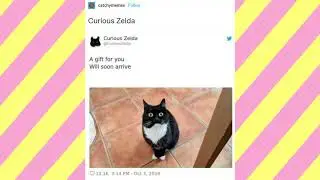 Curious Zelda