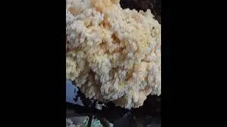 Coral Tooth Hericium Mushroom #nostalgia