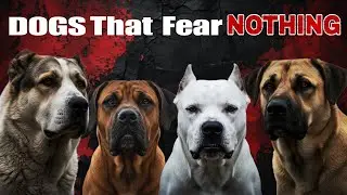 10 Guardian Dog Breeds That Fear Nothing!