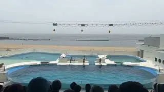 神戸須磨シーワールド【ドルフィンパフォーマンス】