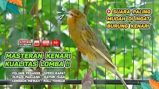 Pancingan Suara Kenari Gacor‼️ Ampuh untuk Masteran Kenari Muda dan Terapi Kenari Macet Bunyi 551