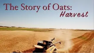 Story Of Oats: Harvest