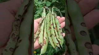 Antracnosis en frijol/Bean Antracnosis (Colletotrichum sp.) #agriculture #plants #agro #mexico