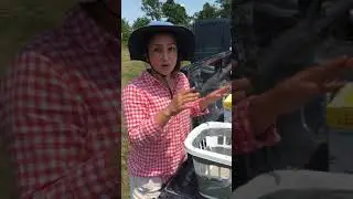 IPM Shorts: RELEASE THE BEES! (Check out this sustainable management research project..so cool!)