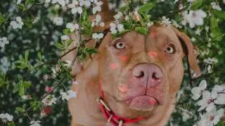 I love my dog!