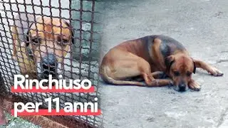La storia del cane Ercole, rinchiuso per 11 anni in un cortile: ora aspetta l'adozione
