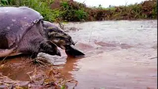 #Unique Hunting Style in rever