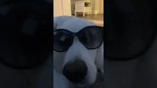 Cool Golden Retriever wearing shades!