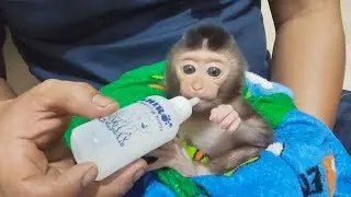 This poor baby monkey is drinking bottle milk pretty well.