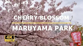 Maruyama Park (Cherry Blossom) - 4K Virtual Walking Tour In Kyoto | Japan Travel Guide