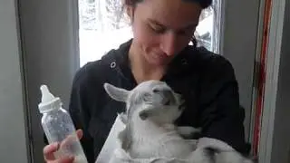 Baby Goat - Day 8 - Rainbow-Moonbeam