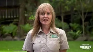 National Bilby Day 2020 | Currumbin Wildlife Sanctuary