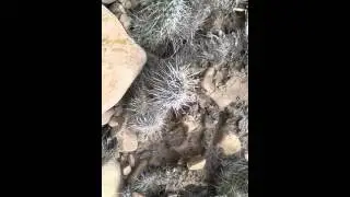 Touching a cactus for the first time