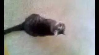 Maggie
