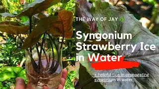 How To Grow Syngonium Plant Strawberry Ice in Water